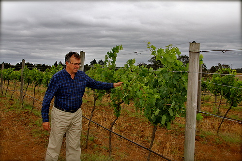 Ross McDonald - Inspecting the Vines