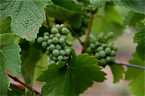 Light Grenades - Hadn't quite worked out the Marco setting yet...