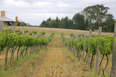 Drip Irrigation at Macquariedale Wines.