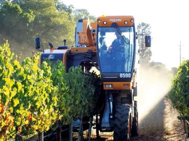 Machine Harvesting...