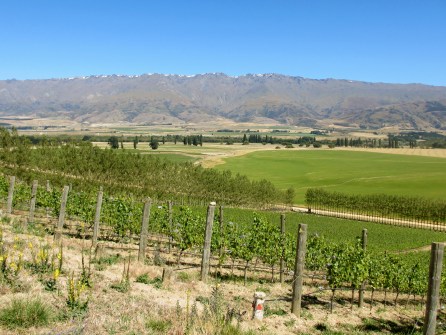 Quartz Reef Vineyard - Central Otago