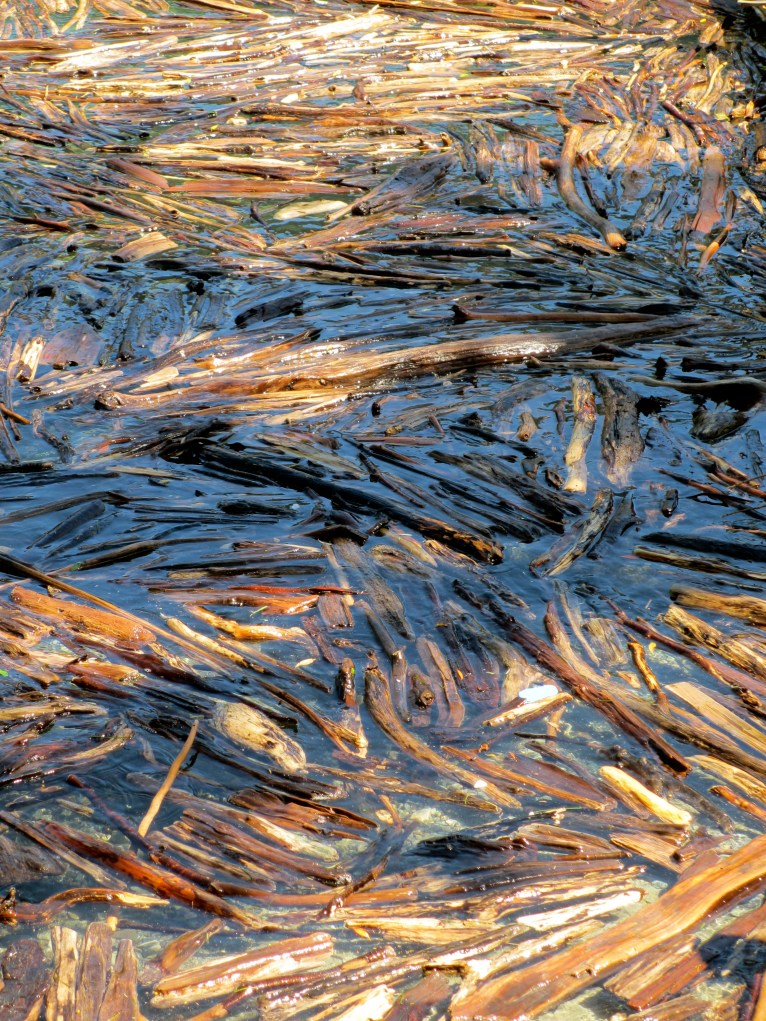 Drift wood in Queenstown (not related)