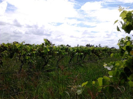 Harkham Windarra (west wind), Pokolbin, Hunter Valley.