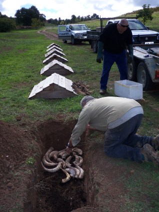 Burying Cowhorns at Paxton VIneyards (McLaren Vale)