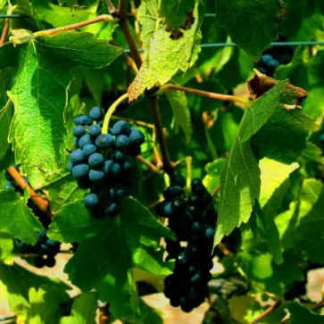 Biodynamically grown Shiraz from the Jones Block