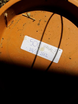 Preparation 500 - Quartz Reef (Central Otago)