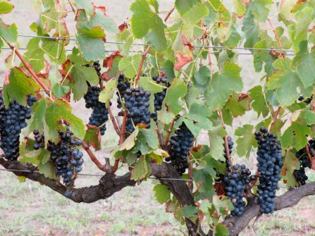 Biodynamic Shiraz at Macquariedale Wines (Hunter Valley)