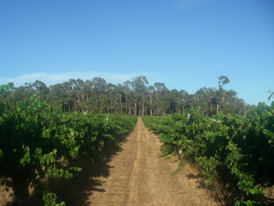 Si Vintners - Rosa Glen - Margaret River