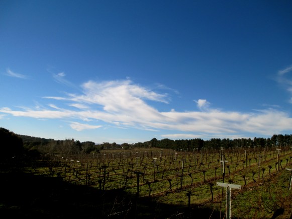 Lark Hill Winery - Photo by The Wine Idealist