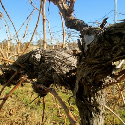 The Legend of Clonakilla – Giving the Landscape a Voice