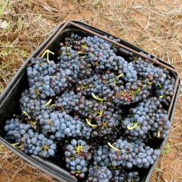 Natural Wine Rules – Cheers! 2015 –