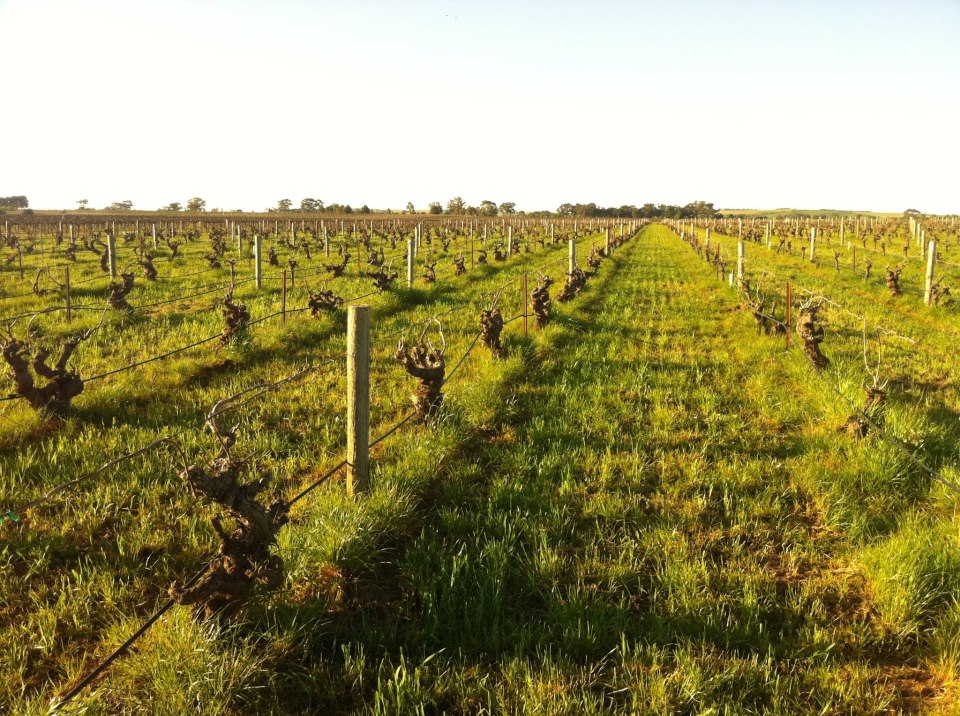 Fraser's Patch- Dallwitz Vineyard - Photo courtesy of Sami-Odi 