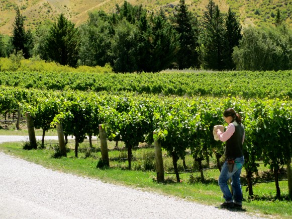 Felton Road, Elms Vineyard - photo by The Wine Idealist