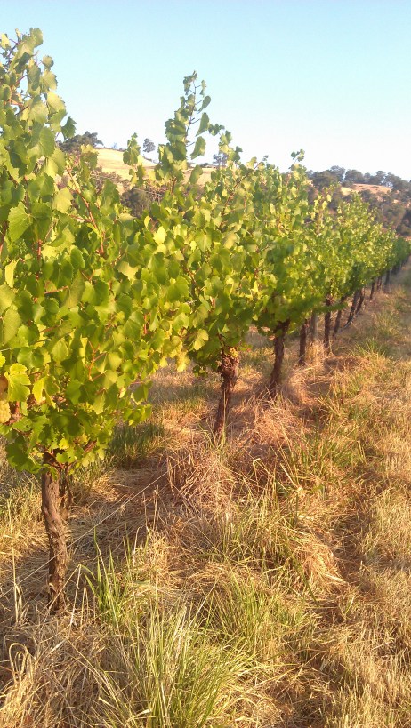 Chardonnay at Yarra Glen  - photo by Tom and Sally