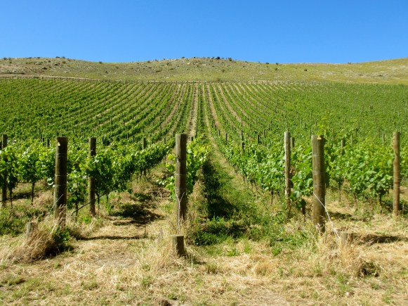 Quartz Reef - Bendigo Biodynamic Vineyard - Central Otago