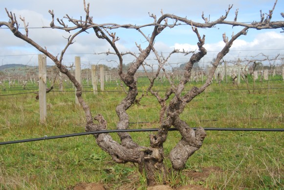 ???? - photo courtesy of Small Fry Wines