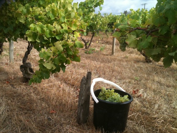 ???? - photo courtesy of Small Fry Wines