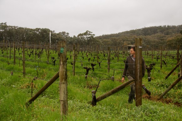 Barry Morey, Sorrenberg Vineyards - photo by The Wine Idealist