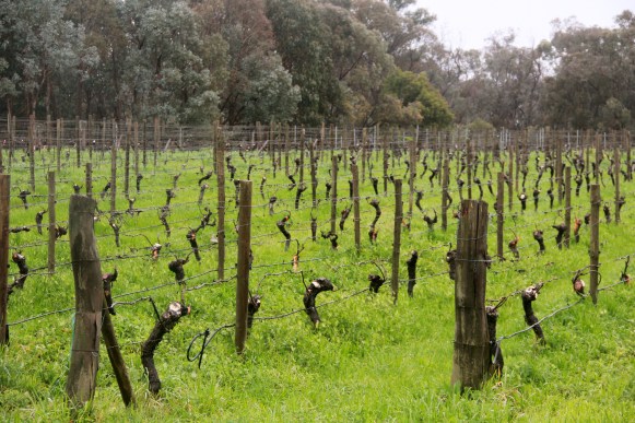 Greenscape - Sorrenberg Vineyard - photo by The Wine Idealist