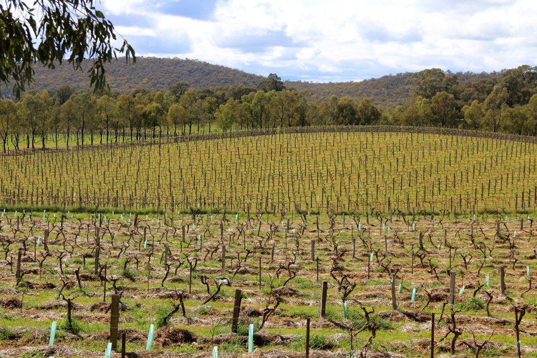Jasper Hill Vineyards (conventional in the background) - photo by The Wine Idealist