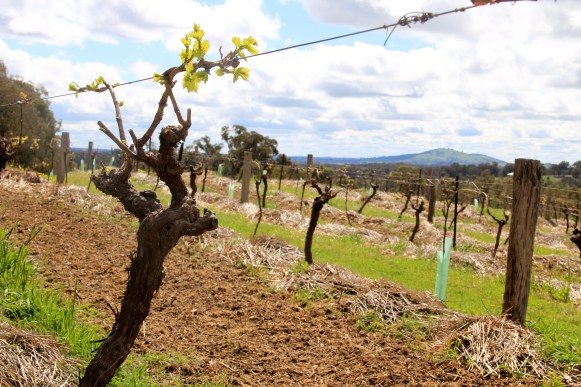 Cambrian Streak - photo by The Wine Idealist