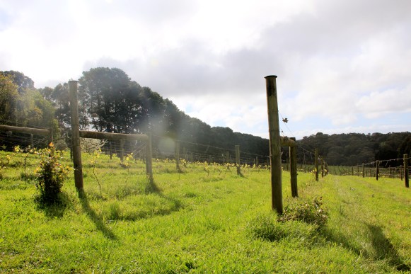 Avani Syrah - photo by The Wine Idealist