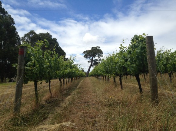 Blind Corner Vineyard - photo courtesy of Ben Gould