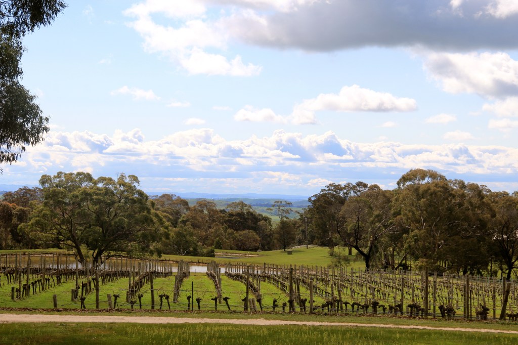Cobaw Ridge Vineyard - photo by The Wine Idealist