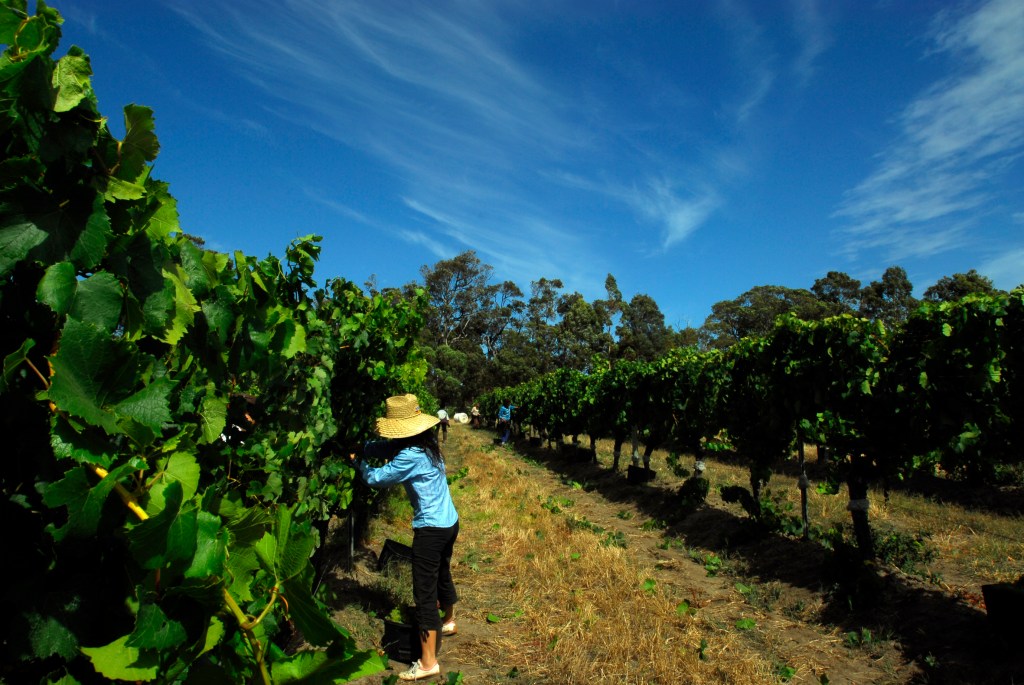 Cullen Vineyards - photo courtesy of Cullen Wines