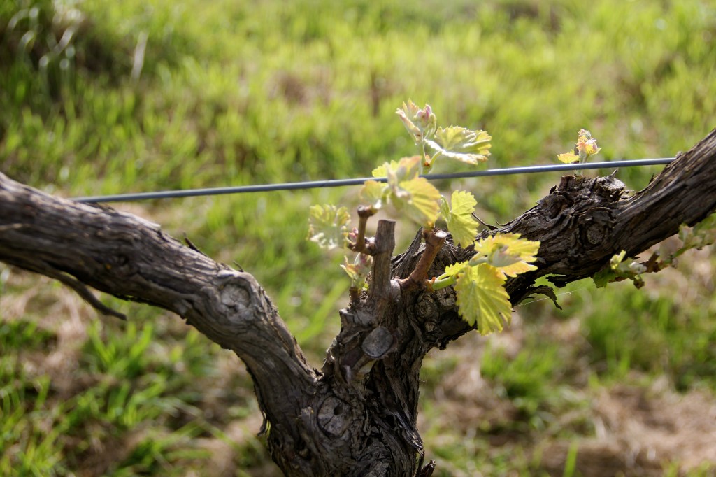 September Bud Burst / Lethbridge Vineyards - photo by The Wine Idealist
