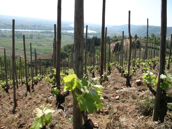 Pierre Gonon Vineyard,  Saint Joseph - photo courtesy of Andrew Guard