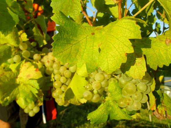 Hunter (biodynamic) Semillon - photo by The Wine Idealist