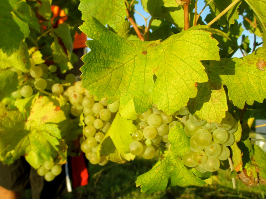 Hunter (biodynamic) Semillon - photo by The Wine Idealist
