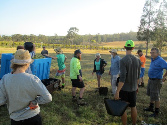 Harvest / Vintage 2014 - photo by The Wine Idealist