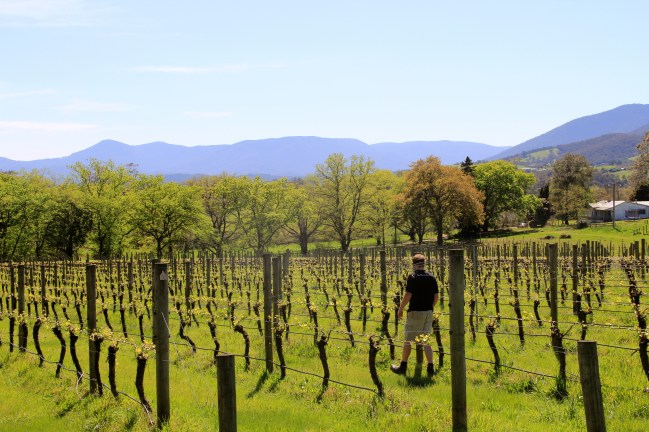 Stuart Proud - Thousand Candles Viticulturist - photo by The Wine Idealist 