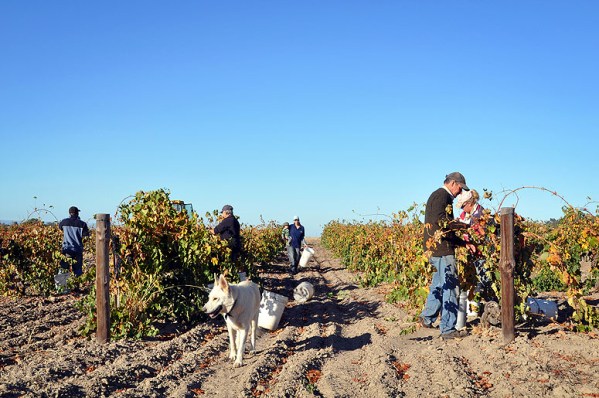 Johann Georg Shiraz block - photo courtesy of Kalleske Wines