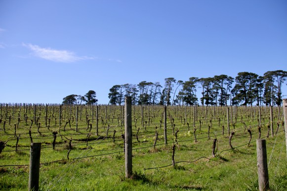 Breakfast Wine / Thousand Candles, Sauvignon Blanc Vineyard - photo by The Wine Idealist 