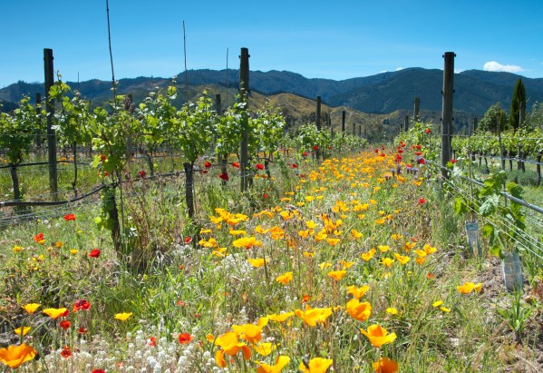 Springtime in the Hans Herzog Vineyard - photo courtesy of Hans Herzog