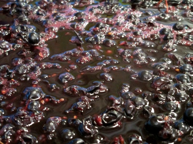 Merlot - photo by The Wine Idealist