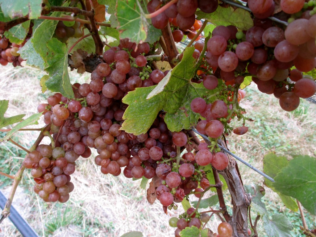 Huia - Gewürztraminer - photo by The Wine Idealist 