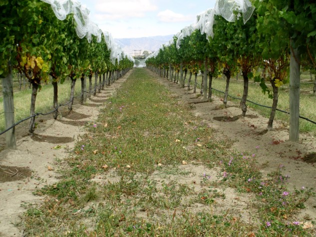 Te Whare Ra Vineyard cover crop - photo by The Wine Idealist