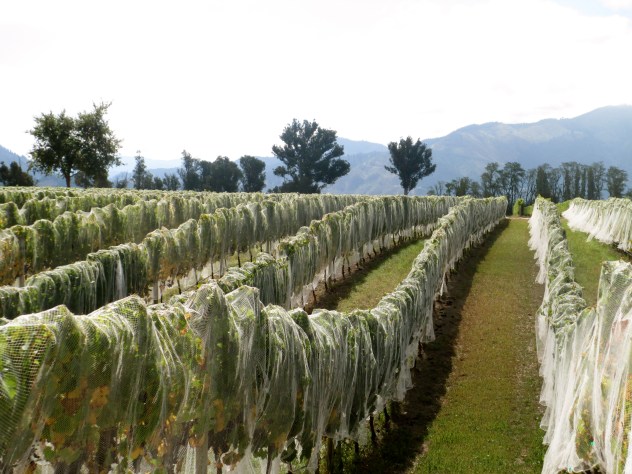 Te Whare Ra Vineyards - photo by The Wine Idealist