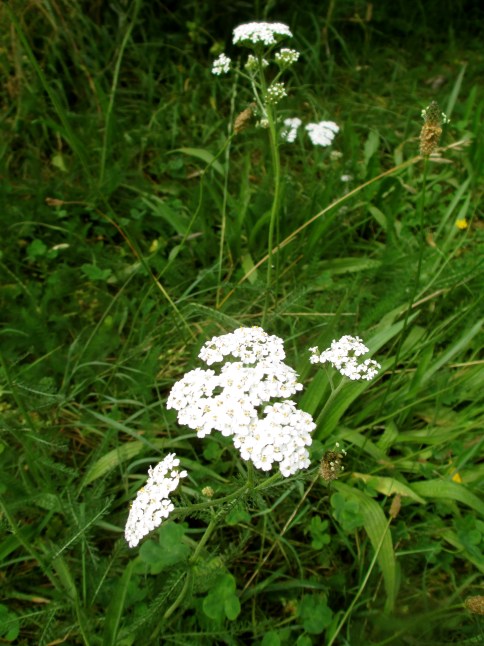 Yarrow between the vines at Seresin (NZ) - photo by The Wine Idealist