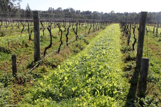 Companion planting (mustard) at Tamburlaine - photo by The Wine Idealist