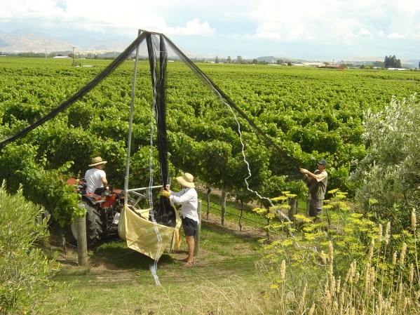 Nets On - photo courtesy of Hans Herzog 