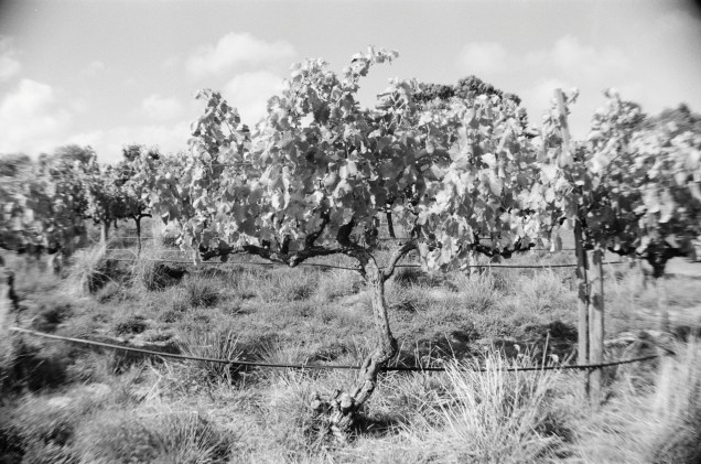 Tullah Vineyard (dry grown) Grenache
