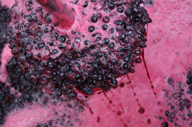 Dormilona Cabernet Must - photo courtesy of Dormilona