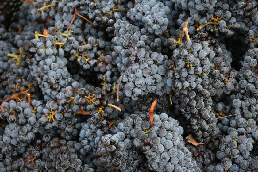 Lazy Cabernet Sauvignon - photo courtesy of Dormilona Wines