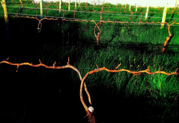 The Omensetter - photo courtesy of Brash Higgins