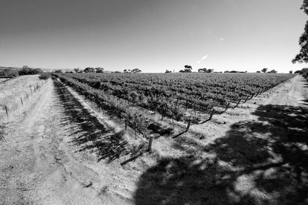 The Omensetter Vineyard - photo courtesy of Brash Higgins
